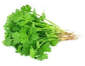 fresh coriander leaves