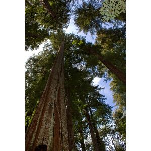 Sequoia Sempervirens Seeds