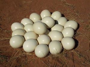fertile ostrich eggs