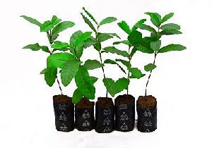 Red Guava Plants
