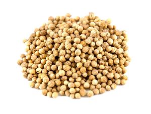 coriander seeds