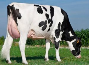 Pregnant Holstein Heifers Cows