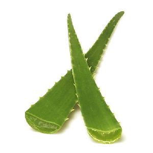 Aloe vera Leaf (Species barbadensis)