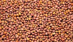 cowpea seeds