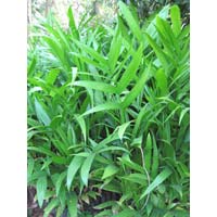 Areca Srivardhini Plants