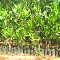 Mangium Plants