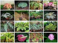 Horticulture Plants