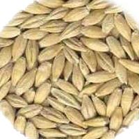 Barley Seed - 02