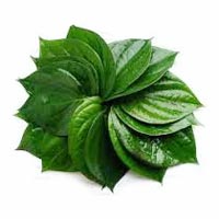 Betel Leaf Essential Oil