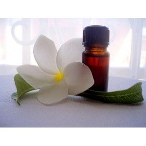  Frangipani Essential Oils ~ Pure Natural Aromatherapy Massage  Oil - Therapeutic Grade - 100% Natural Incense - Pure Essential Oil (50ml)  : Health & Household