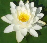 White Lotus Oil