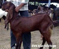 Totapari Goat