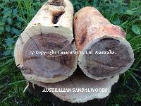 Australian Sandalwood Logs