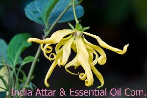 ylang ylang oil