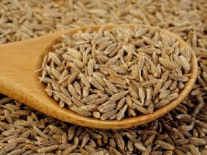 Cumin Seeds Exporter in india - Alram Exports
