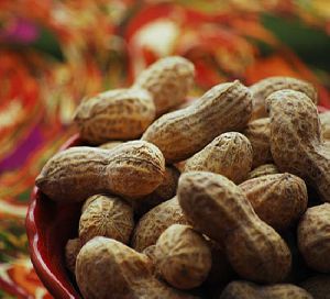 Indian Ground nut Suppliers in India - Alram Exports
