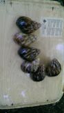 African Giant Snails(Alive)