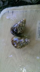 Dried Afrcan Land Snail Meat