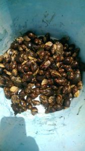 Frozen Giant African Land Snails Meat, Condition : Fresh