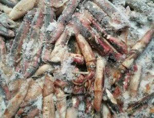 Frozen Squid In Bulk