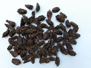 BIG SIZE CARDAMOM