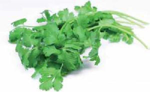 coriander