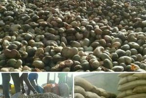 Raw Cashew Nuts Raw Cashew Nuts