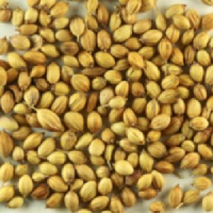 coriander seeds