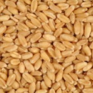 Milling Wheat Grade