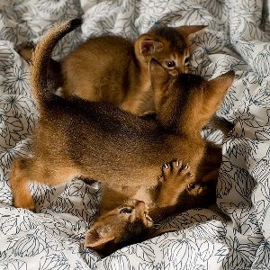 Outgoing Abyssinian Kittens