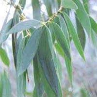 Eucalyptus globulus leaves