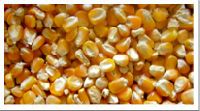 yellow corn animal feed