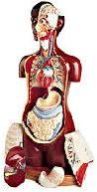 Medical Anatomy Models