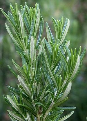 rosemary herbs