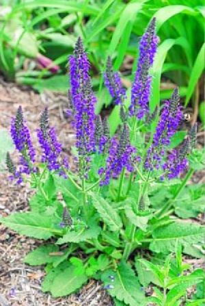 salvia flower