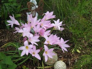 Zephyranthes Lily Flower