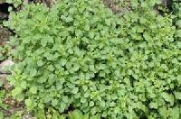 Acalypha Indica Leaves