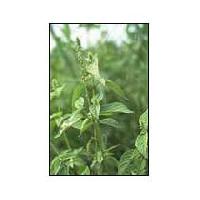 Achyranthes Aspera Herbs