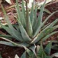 aloe vera