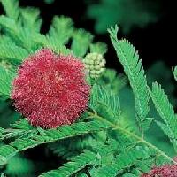 Mimosa Pudica Herbs