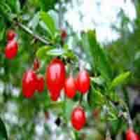 Chinese Wolfberry Plant Extract