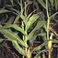 Corn Stigma Plant Extract