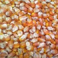 Mh Quality Yellow Maize