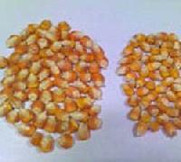 Yellow Maize Hybrid