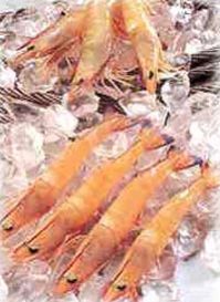 Endeavour Prawns