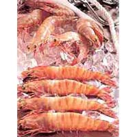 Tiger Prawns