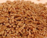 Wheat Seeds