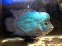 flowerhorn fish