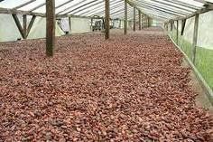 Dried Cameroon Raw Cocoa Beans