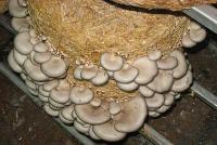 Dry Oyster Mushroom 01
